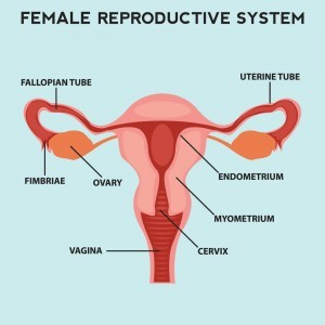 Uterus3