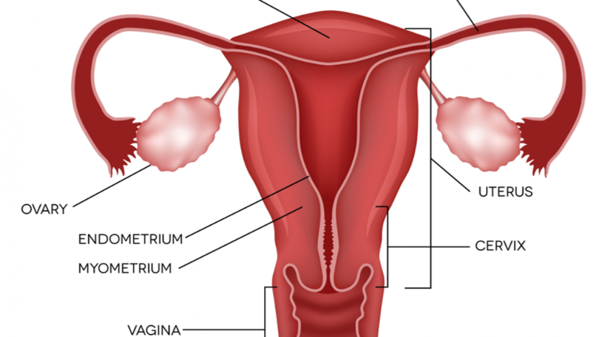 Emberi verejtékféreg - endometrium rák gp