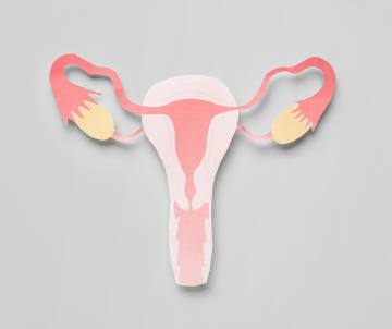 Illustration of the female reproductive system
