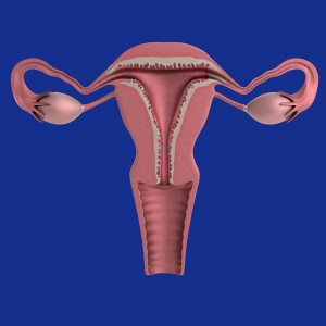 Diagram of a uterus