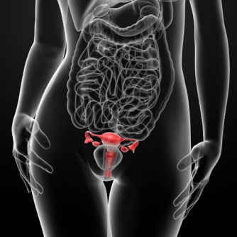 Female reproductive system