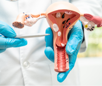 uterus 