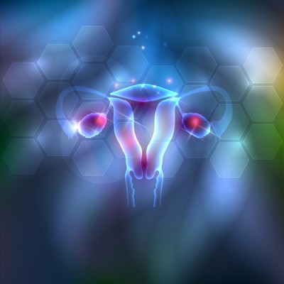 female reproductive system diagram