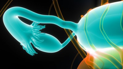 Graphical representation of an ovary