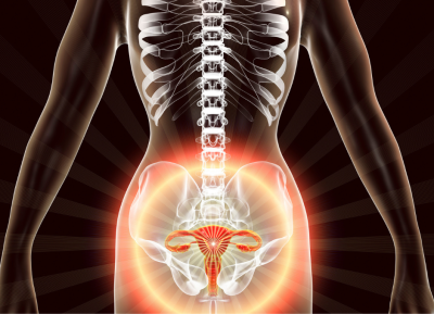 Illustration of the human body and the reproductive system