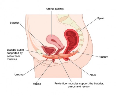 Hysterectomy And Its Impact On Pelvic Floor Function Professor