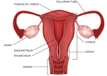Uterus Anatomy